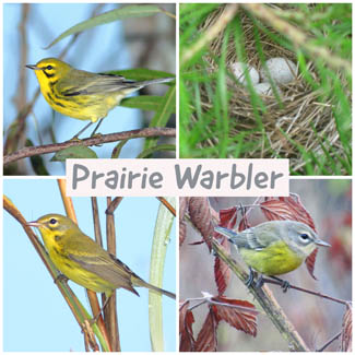 Prairie Warbler